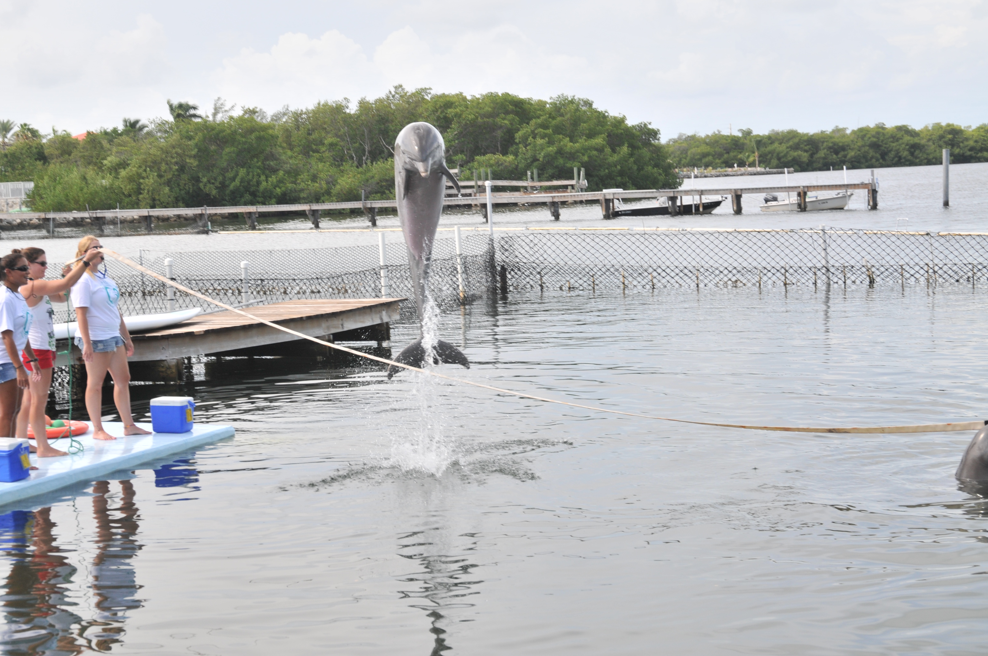 Our students spent one week in the Florida Keys, learning, playing, and swimming with dolphins.