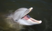 Tursi was the first dolphin born at our facility in the Florida Keys.