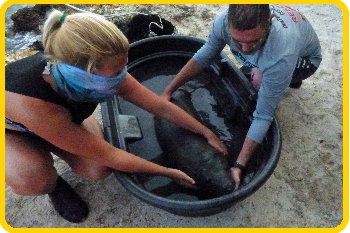 DRC's Adam and a volunteer stabilize an orphaned calf in a tub pr