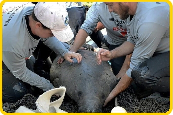The team cared for an injured manatee on land.