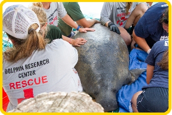 Team stabilizes manatee on land for examination.