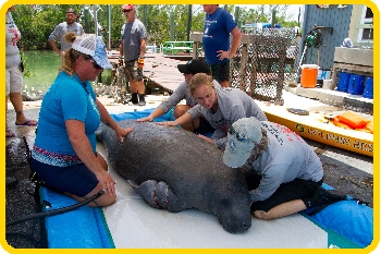 Medical personnel exam an injured manatee.