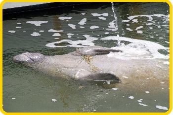 When this manatee swam on its back, we could clearly see the entangle