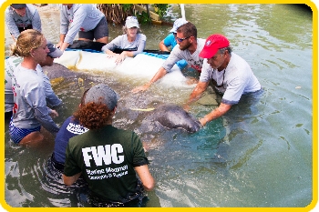 It's always great when we can release a healed manatee back into 