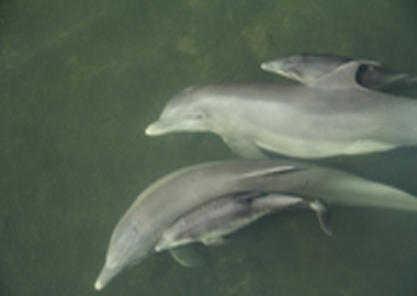 Pandora and Calusa's maternal whistles were studied with daughters Atocha and Cacica.