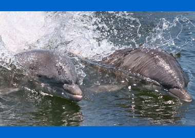 Aleta and Santini demonstrate a speed run - one of many behaviors the dolphins may show daily.
