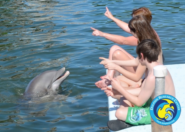 Guest on a dock, signalling to a dolphin