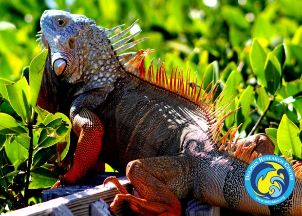 A close-up of a green iguana