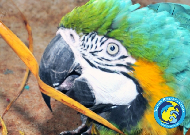 A close-up of an exotic bird's head