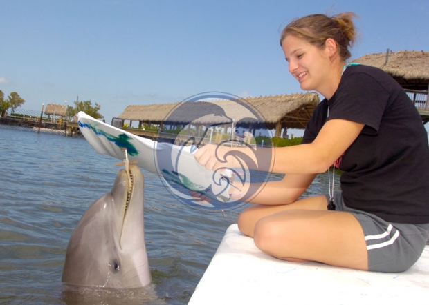 Dolphin Painting with Talon