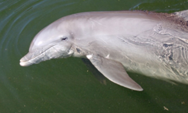 DRC became Molly's forever home in 1996.