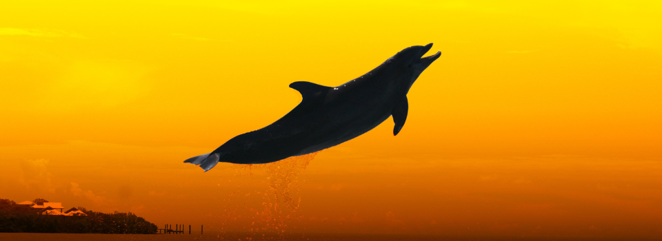 dolphin at sunset