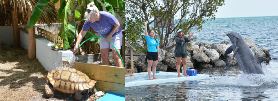 tortoise shower and training signals with dolphin