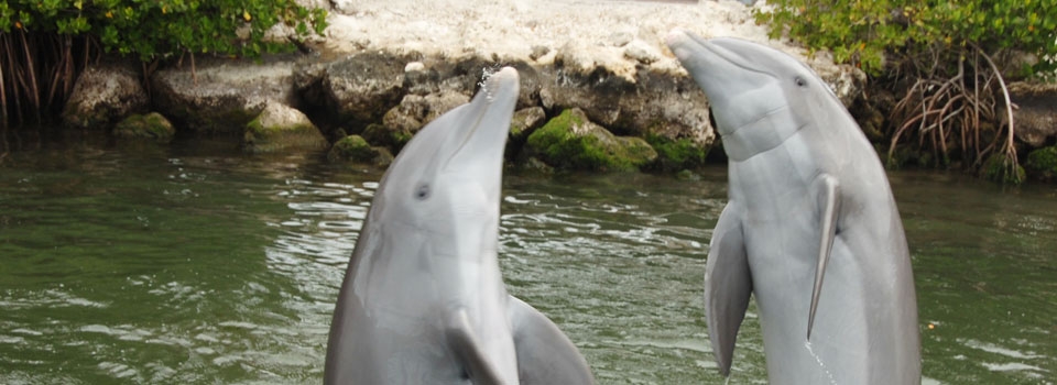 Kids Dolphin Facts - Dolphin Research Center