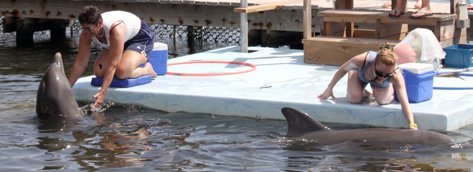 Marine Mammal Care & Basic Training - Dolphin Research Center