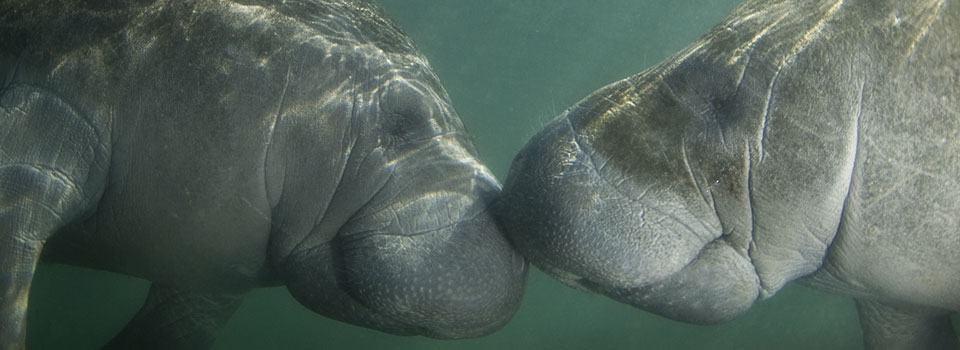 baby manatees eating