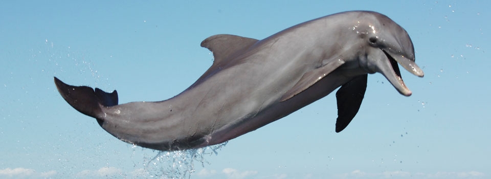 All About Bottlenose Dolphins - Longevity & Causes of Death