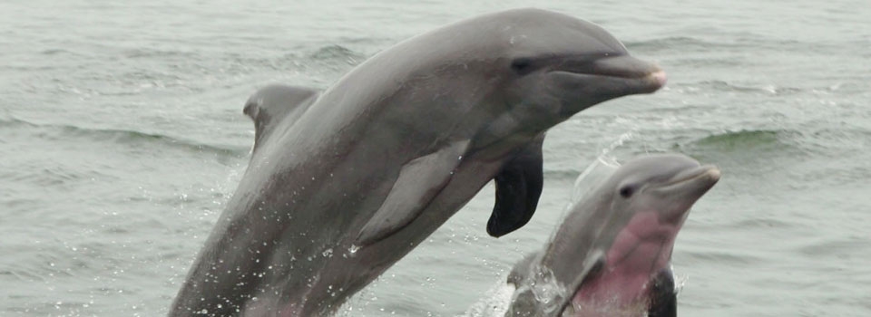 Dolphins have been living on Grassy Key since the 1950s.