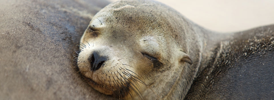 female steller sea lion