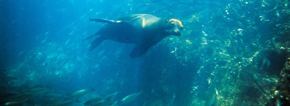 can dogs put their noses underwater