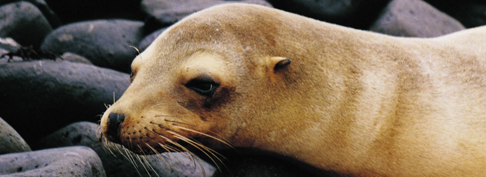 Steller Sea Lion Research