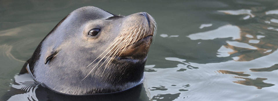 Sea Lions In San Francisco USA - Sea Lion Facts and Information