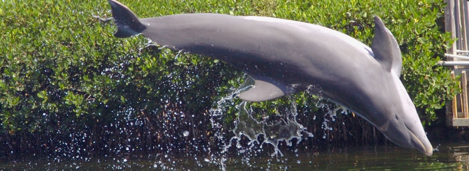 TIL at a Marine Mammal Studies Institute, dolphins were trained to turn in  trash that fell into the pools in exchange for fish. One dolphin was smart  enough to hide pieces of