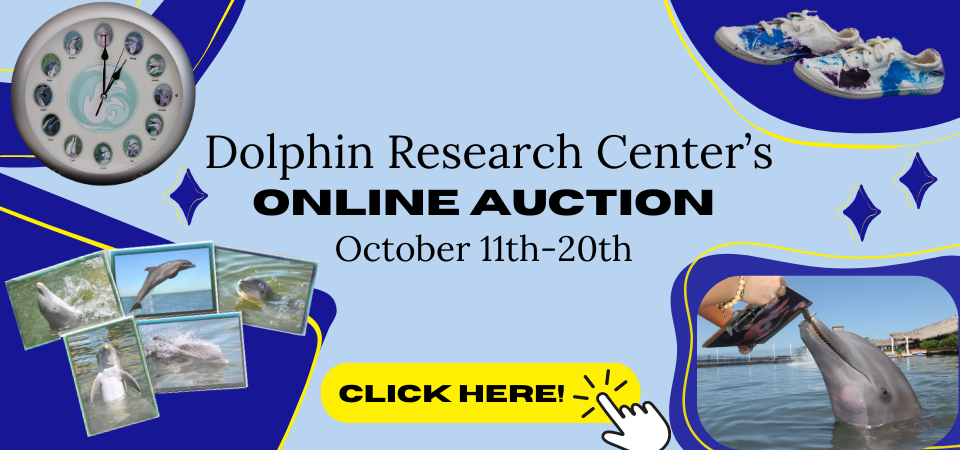 The online auction runs from October 11th- 20th and features Dolphin made art, animal interaction certificates, Wyland art, photo items, and SO MUCH MORE! Be sure to opt in for "Otto" to make sure you're never outbid!