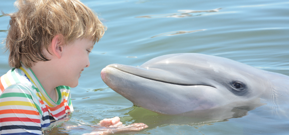 Swim and interact with dolphins