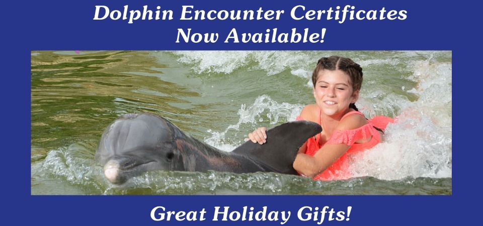 Gift Certificates for Dolphin Encounter swims are now available!