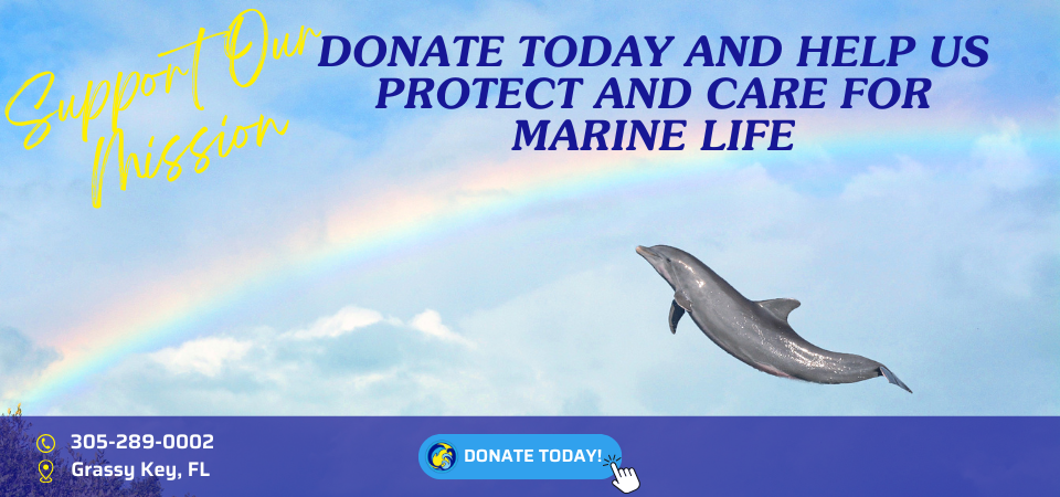donate today and help us protect and care for marine life