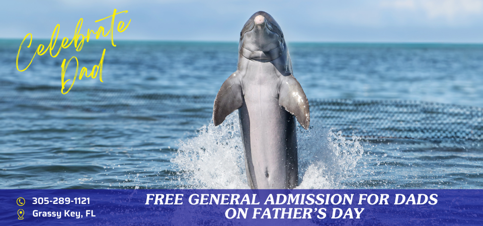 Dad Deserves a Day with Dolphins—He’s Free This Father