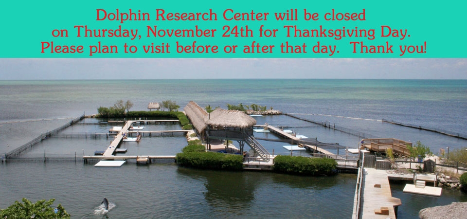 Coupon dolphin research