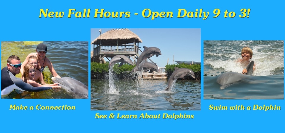 Now through Nov. 18th, DRC will be open daily from 9 am to 3:00 pm wi