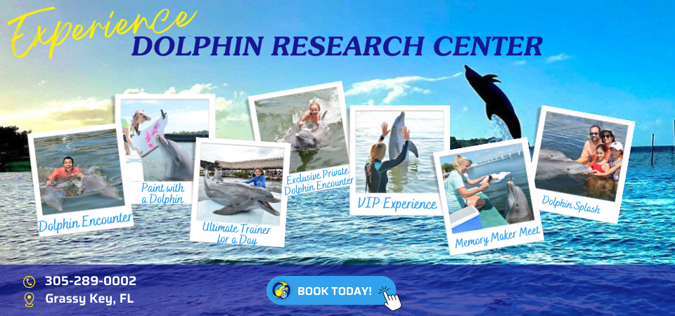 experience Dolphin Research Center. click to book