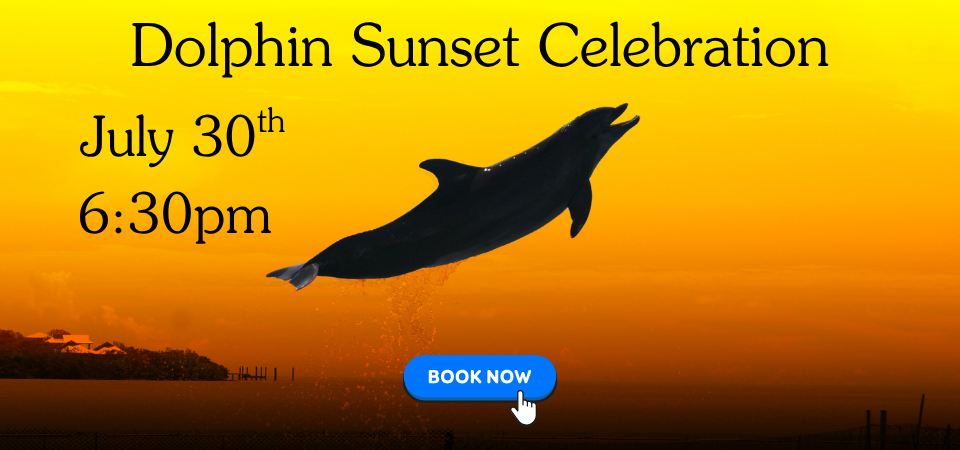 Dolphin Sunset Celebration July 30th 6:30pm