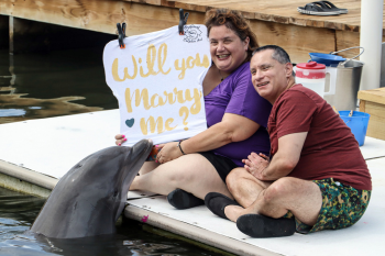 Paint with a Dolphin Proposal