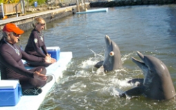DRC's Blindfolded Imitation study showed that dolphins can imitat