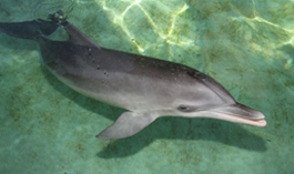 DRC adopts Summer, a young female Atlantic spotted dolphins that had 