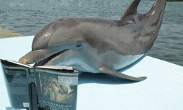 DRC's Director of Research wrote the chapter on Cetacean Cognitiv