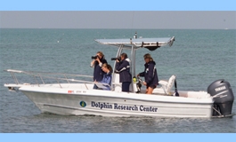 DRC begins a field research project, studying the wild bottlenose dol