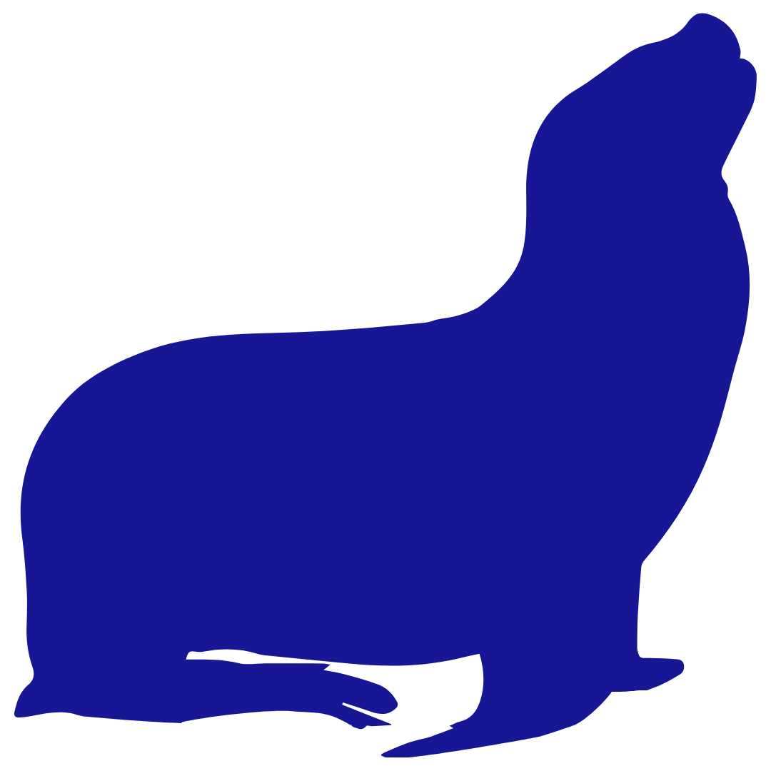 Male Sea Lion