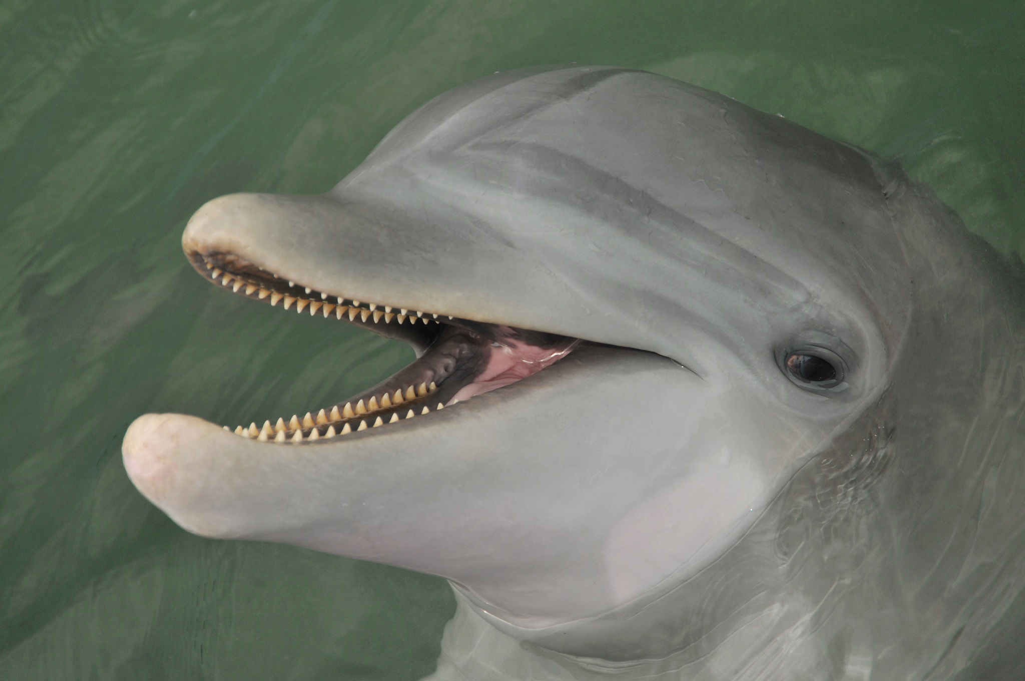 Learn about dolphin teeth.