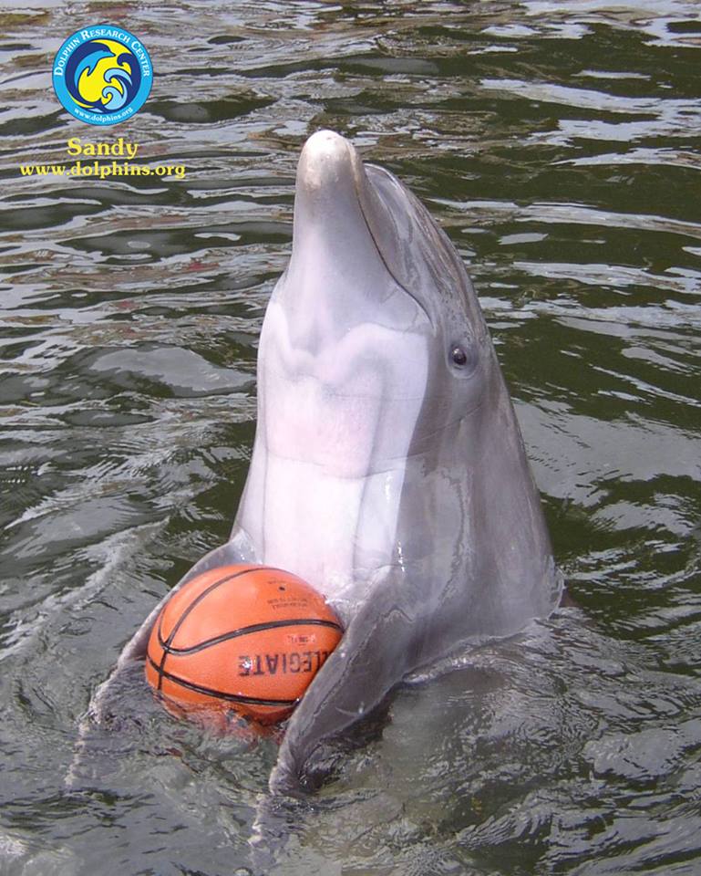 Dolphin bobbing with a basketball