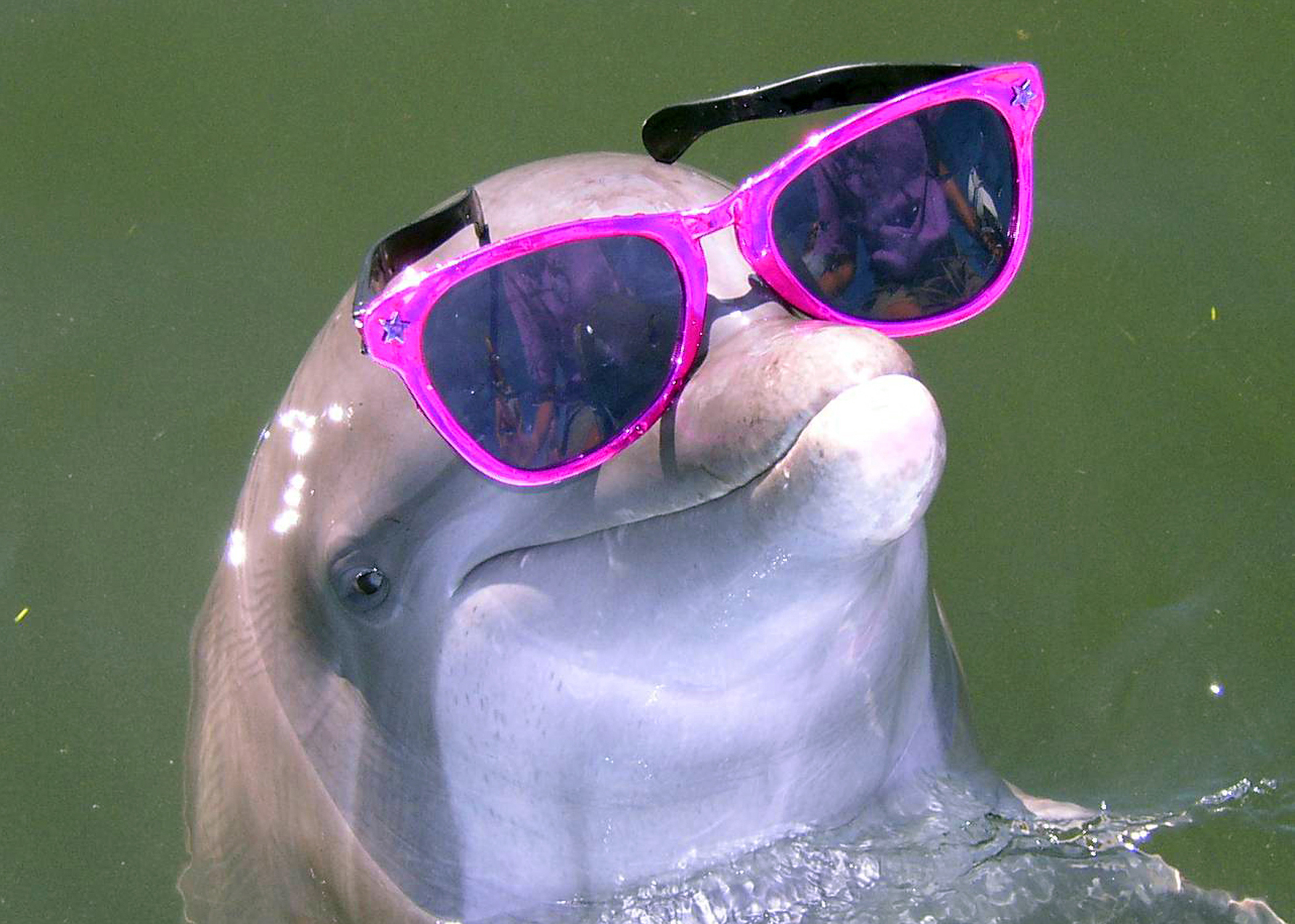 Learn about dolphin eyesight.