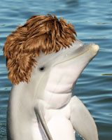 Kids Dolphin Facts - Dolphin Research Center