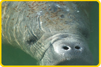 Dolphin Research Center is the Manatee Rescue Team for the Florida Keys.