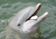 Stop by Dolphin Research Center in the Florida Keys and meet Reese!