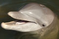Calusa is a gorgeous bottlenose dolphin who lives in the Florida Keys