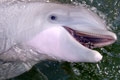 Luna is a gorgeous bottlenose dolphin.
